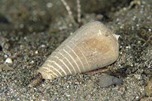 Images Dated 9th March 2014: Cone Shell with siphon extended on sand Torpedo