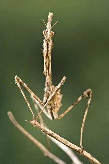 Images Dated 8th April 2011: Conehead Mantis