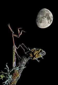 Images Dated 20th June 2013: Conehead Mantis - adult perched on a branch - with moon