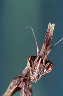 Conehead mantis, Empusa pennata, head detail