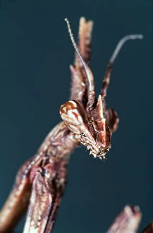 Alien Gallery: Conehead mantis, Empusa pennata, head close-up