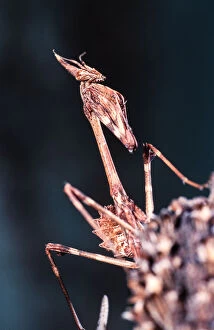 North Africa Gallery: Conehead mantis, Empusa pennata, waiting for