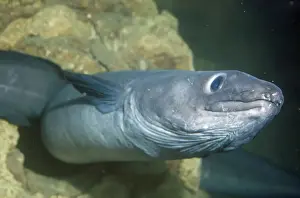 Eels Prints: Conger Eel