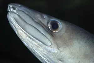 Eels Prints: Conger Eel - UK coastal waters, East Atlantic and Mediterranean