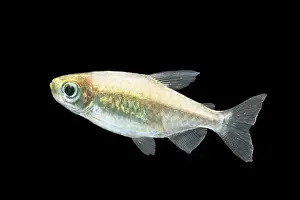 Congo Tetra Fish Distribution: Congo
