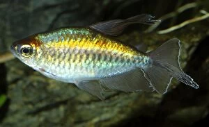 Images Dated 22nd April 2007: Congo Tetra. Freshwaters, Congo/ central Africa
