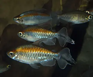 Tetra Prints: Congo tetra- R Congo Basin, Africa