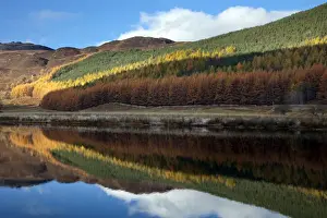 Loch Prints: Conifer trees in autumn colour with reflection - November - Cannich - Scotland