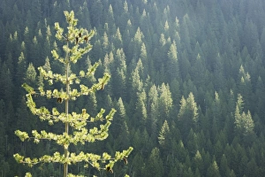 Images Dated 31st May 2009: Conifer trees - Glacier National Park - British Columbia, Canada LA004293