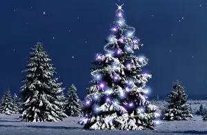 Stars Prints: Conifers - with Christmas lights High-moor National Reserve