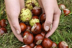 Images Dated 11th October 2004: Conkering Handfull of conkers Bedfordshire UK