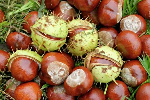 Plants Collection: Conkers Close up Bedfordshire UK