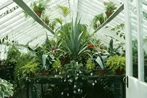 Greenhouse Prints: Conservatory SG 4918 View inside with various plants including Aechmea © ARDEA LONDON
