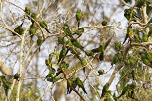 Images Dated 3rd September 2006: conure de Weddell