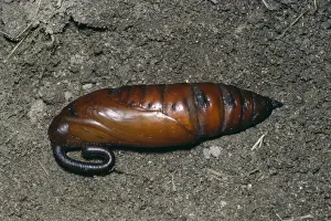 Chrysalis Prints: Convolvulus Hawk Moth - pupa
