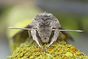 Hawk Moths Prints: Convolvulus Hawkmoth - Foreign Migrant - Essex, UK IN000583