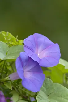 Convulvulus - Minorca 8287