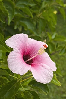 Images Dated 6th May 2011: Cook Islands, Atiu. Hibiscus flower