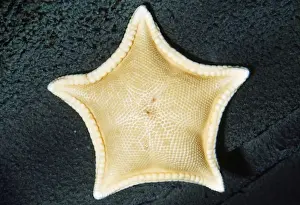 Starfishes Prints: Cookie Star - deep sea, depth to 800 feet. Monterey Bay, California, USA