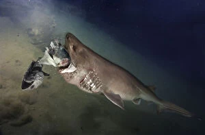 Cookiecutter shark, Isistius brasiliensis. Close to a Bluntnose sixgill shark (Hexanchus griseus) al Date: 25-Sep-19