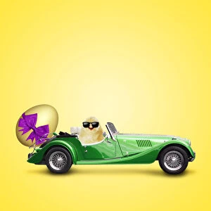 Easter Gallery: Cool Chick driving car with large Easter egg
