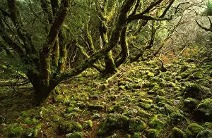 Sinister Prints: Cool temperate rainforest: moss-covered Antarctic beech Cradle Mountain
