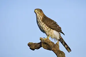 Coopers Prints: Cooper's Hawk, Accipiter cooperii, immature. October, Cape May NJ, USA