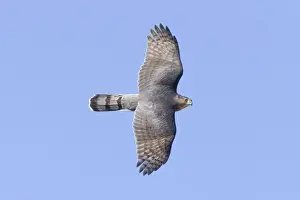 Accipiter Prints: Cooper's Hawk, Accipiter cooperii