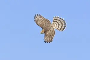 Accipiter Prints: Cooper's Hawk, Accipiter cooperii