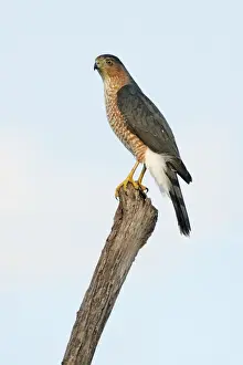 Cooper's Hawk - adult, in flight Cape May, New Jersey, USA