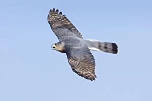 Images Dated 28th October 2007: Cooper's Hawk - adult in flight. During fall migration in October at Cape May, NJ - USA