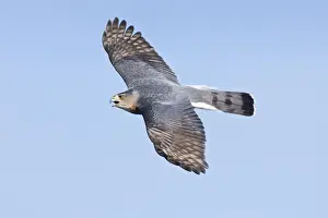 Cooper's Hawk - adult in flight. During fall migration in October at Cape May, NJ - USA