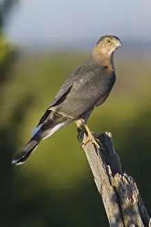 Cooper's Hawk - adult in late October at Cape May, NJ, USA