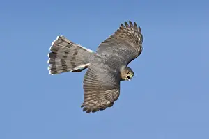 Coopers Prints: Cooper's Hawk - adult in migration in Oct at Cape May, NJ, USA