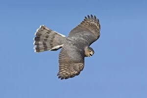 Images Dated 28th October 2007: Cooper's Hawk - adult in migration in Oct at Cape May, NJ, USA
