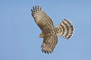 Images Dated 14th October 2007: Cooper's Hawk in flight - immature. Oct in Cape May, NJ, USA