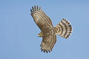Cooper's Hawk in flight - immature. Oct in Cape May, NJ, USA