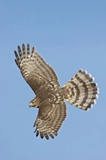 Images Dated 14th October 2007: Cooper's Hawk in flight - immature. Oct in Cape May, NJ, USA