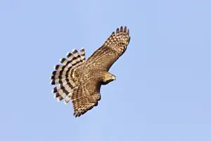 Hawks Prints: Cooper's Hawk - in flight, immature. Cape May, NJ, USA