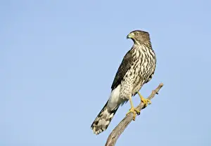 Accipiter Prints: Cooper's Hawk - immature. Cape May, New Jersey, USA