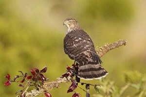 Images Dated 7th October 2009: Cooper's Hawk - immature -during fall migration in October at Cape May, NJ, USA