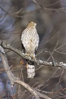 Hawks Prints: Cooper's Hawk - immature in first winter. Connecticut in January. Cape May, NJ