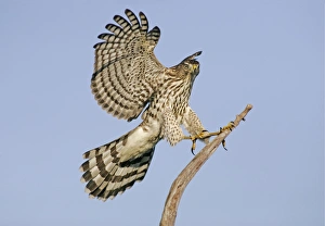 Images Dated 20th September 2004: Cooper's Hawk - Immature in flight. Cape May, New Jersey