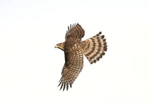 Images Dated 16th October 2005: Cooper's Hawk - immature in flight. Cape May, New Jersey, USA