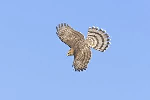 Accipiter Cooperii Gallery: Cooper's Hawk - immature in flight