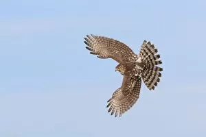 Images Dated 7th October 2009: Cooper's Hawk - immature in flight - during fall migration in October at Cape May - NJ - USA