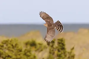 Cooper's Hawk - immature in flight - during fall migration in October at Cape May, NJ, USA