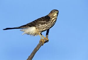 Images Dated 23rd March 2011: Cooper's Hawk - Junvenile on branch. Cape May, New Jersey, USA