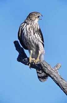 Images Dated 23rd March 2011: Cooper's Hawk - Junvenile on branch Cape May, New Jersey, USA