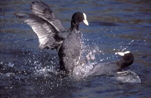Images Dated 25th June 2004: Coot 2 birds fighting over territory